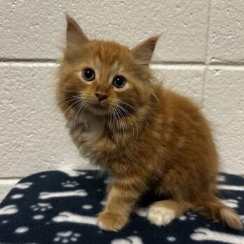 Anubis -  Domestic Long Hair Cat for Adoption in Spruce Pine, North Carolina - Anubis | PetCurious