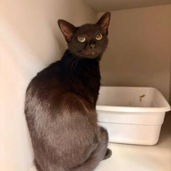 Felicity -  Domestic Short Hair Cat for Adoption in Fort Worth, Texas - Felicity | PetCurious