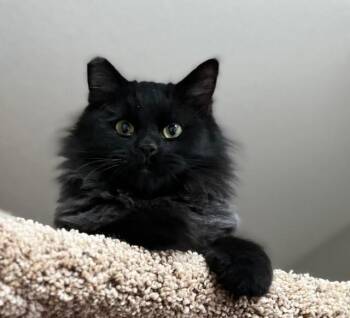 Domestic Short Hair Cats Available for Adoption - Morticia | PetCurious