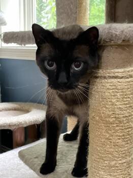 Louie -  Siamese and Domestic Short Hair Cat for Adoption in Loveland, Ohio - Louie | PetCurious
