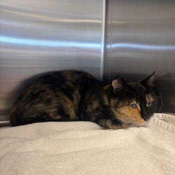 Marbles -  Domestic Short Hair Cat for Adoption in Rifle, Colorado - Marbles | PetCurious