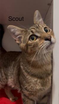 Scout -  Tabby Cat for Adoption in Casselberry, Florida - Scout | PetCurious