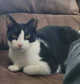 Domestic Short Hair Cats Available for Adoption - Smitty | PetCurious