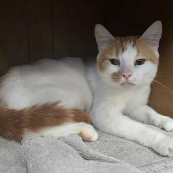 Lemonade -  Domestic Short Hair Cat Available for Adoption in Winthrop, Maine - Lemonade | PetCurious