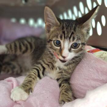 Tumbleweed -  Domestic Short Hair Cat for Adoption in Cumming, Georgia - Tumbleweed | PetCurious