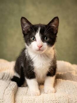 HUCKLEBERRY -  Domestic Short Hair Cat for Adoption in Jacksonville, Florida - HUCKLEBERRY | PetCurious