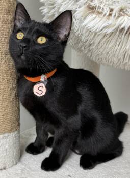 Poppy, smart, playful, and athletic baby. -  Bombay and Abyssinian Cat for Adoption in Bonney Lake, Washington - Poppy, Smart, Playful, And Athletic Baby. | PetCurious