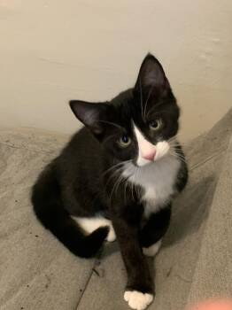 Nugget Boy -  Domestic Short Hair Cat for Adoption in Broomall, Pennsylvania - Nugget Boy | PetCurious