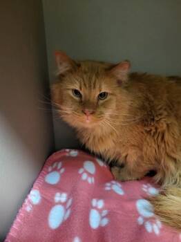Domestic Long Hair Cats Available for Adoption in Albuquerque, New Mexico - APOLLO | PetCurious