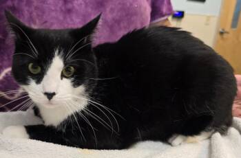 Jasper -  Domestic Short Hair Cat for Adoption in Murphysboro, Illinois - Jasper | PetCurious