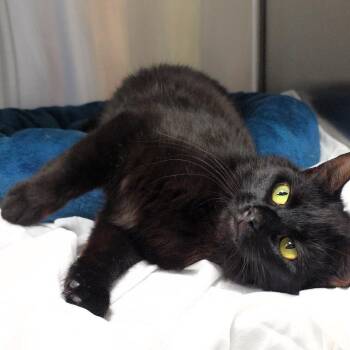 Domestic Short Hair Cats Available for Adoption in Michigan City, Indiana - Stella | PetCurious