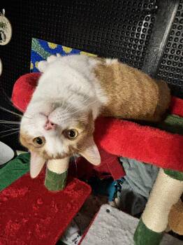 Domestic Short Hair Cats Available for Adoption in Stoughton, Wisconsin - Poncho | PetCurious