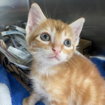 Domestic Short Hair Cats Available for Adoption in Vieques, Vieques - Auburn | PetCurious