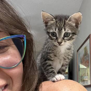 Scary Spice -  Domestic Short Hair Cat for Adoption in Jupiter, Florida - Scary Spice | PetCurious