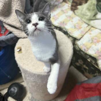 Rescue Domestic Short Hair Cats for Adoption in Beulaville, North Carolina - Orca | PetCurious