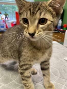 Scorpion -  Domestic Short Hair Cat for Adoption in Kansas City, Missouri - Scorpion | PetCurious