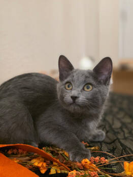 Rescue Domestic Short Hair Cats for Adoption in Fort Lupton, Colorado - Monster Masher | PetCurious