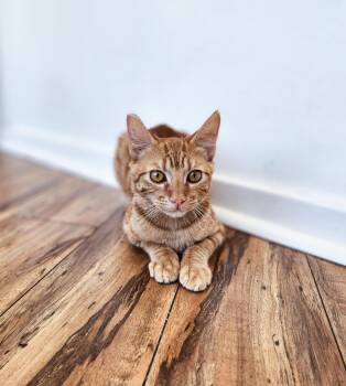 Domestic Short Hair Cats Available for Adoption - Pico (Fka Sorbet) | PetCurious