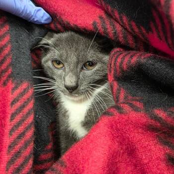 Gustavo -  Domestic Short Hair Cat for Adoption in Chattanooga, Tennessee - Gustavo | PetCurious