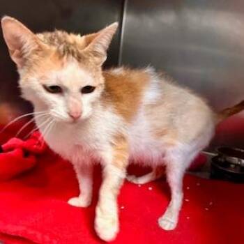 Domestic Short Hair Cats Available for Adoption - Effie | PetCurious