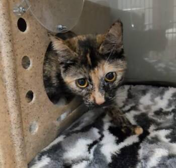 Domestic Short Hair Cats Available for Adoption in Missoula, Montana - Luna | PetCurious