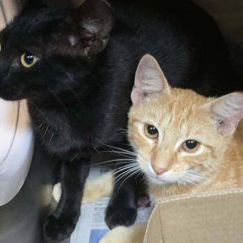 Dean -  Domestic Short Hair Cat for Adoption in Orange, Virginia - Dean | PetCurious