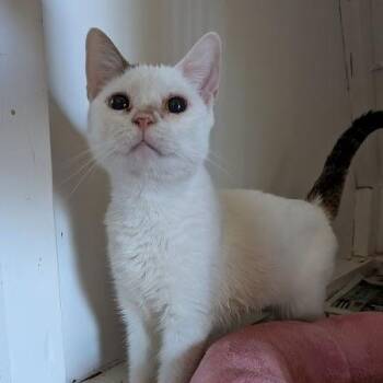 Safina -  Domestic Short Hair Cat for Adoption in Montclair, New Jersey - Safina | PetCurious