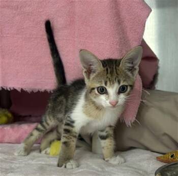 Rescue Domestic Short Hair Cats for Adoption in Redlands, California - OPAL | PetCurious