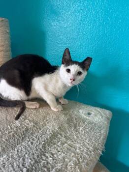 Domestic Short Hair Cats Available for Adoption in Chico, California - Harpo | PetCurious
