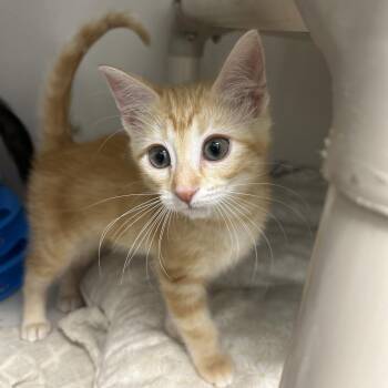 Hermione -  Domestic Short Hair Cat for Adoption in Durango, Colorado - Hermione | PetCurious