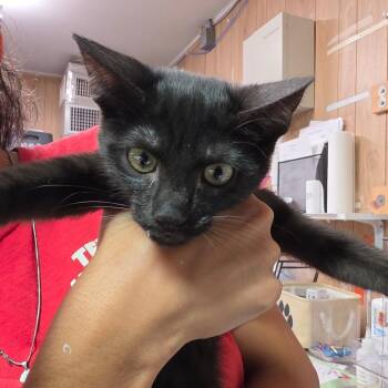 Scrim -  Domestic Short Hair Cat for Adoption in Leander, Texas - Scrim | PetCurious