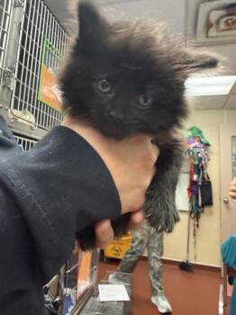Kudzu -  Domestic Long Hair Cat for Adoption in Salisbury, Maryland - Kudzu | PetCurious