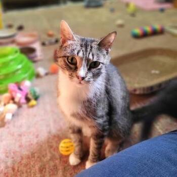 Burger -  Domestic Short Hair Cat for Adoption in South Elgin, Illinois - Burger | PetCurious