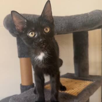 Basil -  Domestic Short Hair Cat for Adoption in Durham, North Carolina - Basil | PetCurious