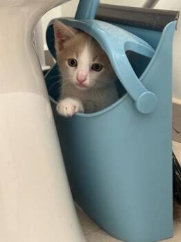 Jasper -  Domestic Short Hair Cat Available for Adoption in Honolulu, Hawaii - Jasper | PetCurious