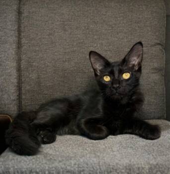 Gareth -  Domestic Medium Hair Cat for Adoption in Houston, Texas - Gareth | PetCurious