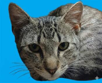 Domestic Short Hair Cats Available for Adoption in Jacksonville, Florida - NELSON | PetCurious