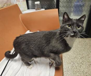 Rescue Domestic Short Hair Cats for Adoption in Clyde, North Carolina - GAGE | PetCurious