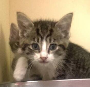 Skye -  Domestic Short Hair Cat for Adoption in Cincinnati, Ohio - Skye | PetCurious