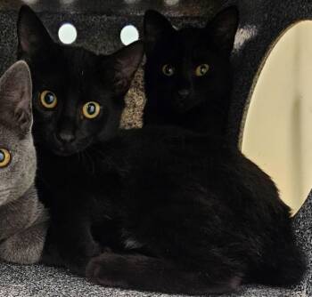 Carolyn -  Domestic Short Hair Cat for Adoption in Athens, Tennessee - Carolyn | PetCurious