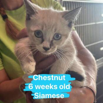 Rescue Siamese Cats for Adoption in Tampa, Florida - Chestnut | PetCurious