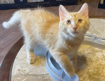 Butterscotch -  Domestic Medium Hair Cat for Adoption in Columbus, Indiana - Butterscotch | PetCurious