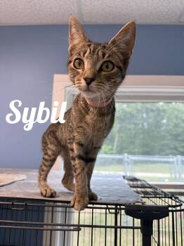 Sybil -  Domestic Short Hair Cat for Adoption in Manistee, Michigan - Sybil | PetCurious