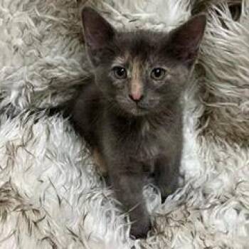 Rescue Domestic Short Hair Cats for Adoption in Green Valley, Arizona - Big Time | PetCurious