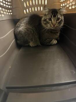 Domestic Long Hair Cats Available for Adoption - MARABOU* | PetCurious