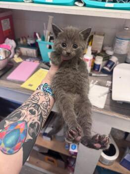 Domestic Short Hair Cats Available for Adoption in Johnson City, Tennessee - Trout | PetCurious