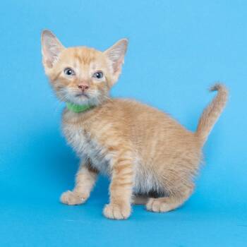 Kaos -  Domestic Short Hair Cat for Adoption in Franklin, Tennessee - Kaos | PetCurious