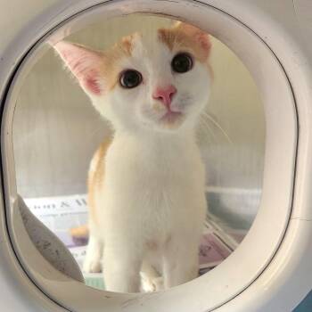 Archie -  Domestic Short Hair Cat for Adoption in Winston-salem, North Carolina - Archie | PetCurious