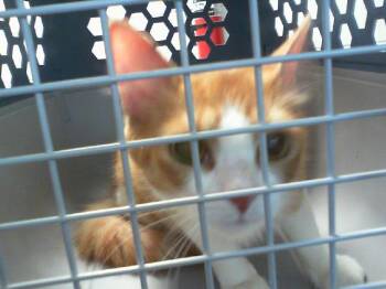 PROSCIUTTO -  Domestic Medium Hair Cat for Adoption in Charlotte, North Carolina - PROSCIUTTO | PetCurious