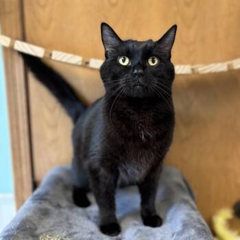 Billings -  Domestic Short Hair Cat for Adoption in Fargo, North Dakota - Billings | PetCurious